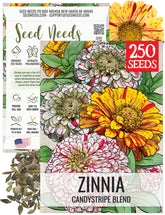 Seed Needs Candystripe zinnia bloom closeup for vibrant bouquets and pollinator gardens.