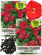 Seed Needs Cardinal Climber seeds two-pack ready for sowing and color