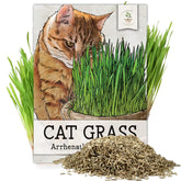 Seed Needs cat grass seeds Arrhenatherum elatius, bulk pack ready for indoor growing