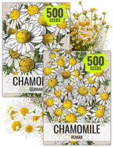Seed Needs Roman chamomile bloom, delicate white petals and fragrant aroma.