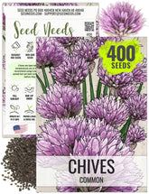 Seed Needs chive seeds packet offers non-GMO heirloom seeds for home gardens.