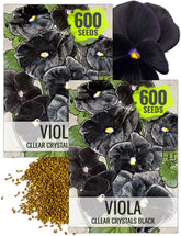 Seed Needs Clear Crystals Black Pansy bloom close-up highlights high-contrast, dramatic petals