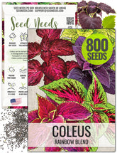 Seed Needs Rainbow Painted Nettle leaves add shade garden color in a container.