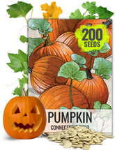 Seed Needs Connecticut Field pumpkin seeds pack ready for planting and carving inspiration