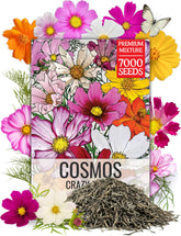 Seed Needs Cosmos Crazy Blend seashells seeds brighten sunny borders for pollinators.