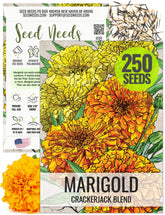 Seed Needs Crackerjack marigold shows tall height and bold blooms for borders.