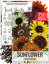 Seed Needs Crazy Sunflower multicolor blooms entice pollinators and brighten outdoor spaces.