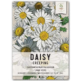 Seed Needs creeping daisy ground cover forming dense mats for low-maintenance gardens.
