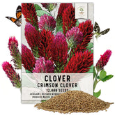 Seed Needs Crimson Clover bloom image showing vibrant flower heads attracting pollinators
