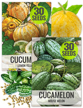 Seed Needs cucamelon seeds showcase grape-sized fruits for small-space gardens.