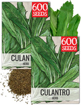 Seed Needs Culantro seeds packet front shows brand and planting inspiration
