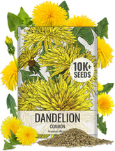 Seed Needs dandelion seeds packaging with clear labeling for easy planting.