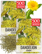 Seed Needs dandelion seeds packet 2-pack ready for planting and sharing