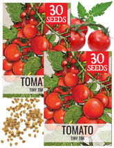 Seed Needs Tiny Tim seeds ready for compact container planting.
