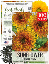Seed Needs Dwarf Teddy Sunflower shows compact growth for containers and borders.