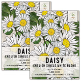 Seed Needs English Daisy seeds pack art shows heirloom color for vibrant gardens