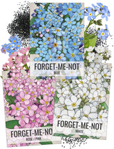 Seed Needs Forget-Me-Not blue flowers seed packet for cottage borders and sunny display.