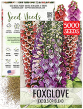 Seed Needs Foxglove Excelsior Mix blooms in pink and purple tones for a dramatic border
