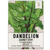 Seed Needs Garnet Stem Dandelion seed pack for easy home gardening