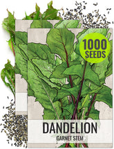 Seed Needs Garnet Stem Dandelion seed packet with sowing guide for easy starting.