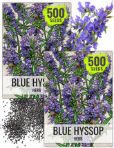 Seed Needs hyssop seed packet illustration for easy planning.