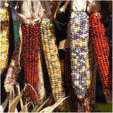 Seed Needs ornamental Indian corn ears show red, blue, yellow kernels for festive decor.