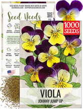 Seed Needs Johnny Jump Up bloom with tri-color face, perfect for edible garnishes.