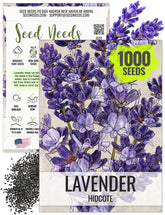 Seed Needs Hidcote lavender bloom close-up showing fragrant purple spikes for borders.