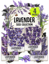 Seed Needs Munstead lavender seeds packet for spring sowing and fragrant blooms.