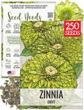 Seed Needs Lime Green Envy zinnia seed pack front view for striking border color