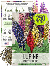 Seed Needs Lupine Russells Blend seed packet ready for sowing to create vibrant border color.