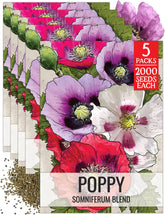 Seed Needs mixed Somniferum poppies bloom in vibrant colors for ornamental gardens.