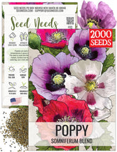 Seed Needs mixed Somniferum poppy seeds pack ready for vibrant blooms.