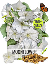 Seed Needs Moonflower seeds packaging with illustration, ideal for planning an evening-bloom garden.