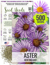 Seed Needs New England Aster seeds produce purple-pink daisies that attract pollinators.