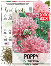 Seed Needs Pale Rose Peony Poppy bloom catching sunlight in a garden