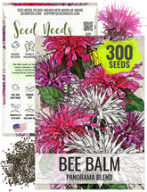 Seed Needs Panorama Bee Balm blooms form a vibrant cluster, attracting pollinators and brightening borders.