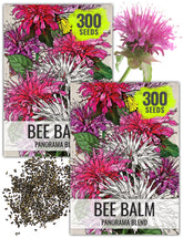 Seed Needs Panorama Mixed Bee Balm flowers show vibrant color and fragrance for garden displays.