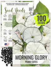 Seed Needs Pearly Gates white morning glory seeds front packet ready for planting