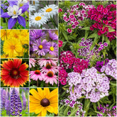 Seed Needs perennial wildflower seed mix packet front showcasing pure live seeds ready for sowing.