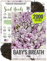 Seed Needs Pink Baby's Breath seeds create airy pink clusters for elegant bouquets.