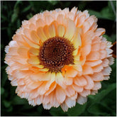 Seed Needs Pink Surprise Calendula bloom brightens garden borders with double salmon pink petals