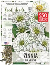 Seed Needs Polar Bear White Zinnias displaying large blooms for butterfly gardens.