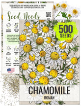 Seed Needs Roman Chamomile seeds in packet front, ideal for sowing your home herb garden.