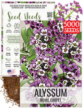 Seed Needs Royal Carpet Alyssum bloom closeup for pollinator-friendly fragrance