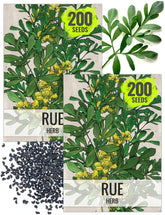 Seed Needs Rue seeds with blue-green leaves for a decorative home herb garden.