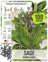 Seed Needs Sage Seeds broad-leaved appearance show lush herb foliage
