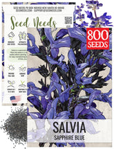 Seed Needs Sapphire Blue Sage bloom closeup shows vivid blue flowers attracting pollinators.