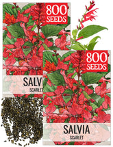 Seed Needs Scarlet Red Sage seeds pack front showing bold color potential