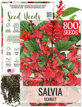 Seed Needs Scarlet Red Sage seeds pack features vibrant blooms for pollinator gardens.